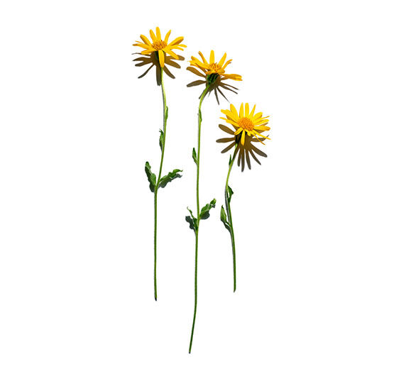 Arnica-Arnica extract-Gentiana lutea root extract