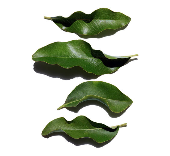 African ebony-Organic african ebony extract-Diospyros mespiliformis leaf extract