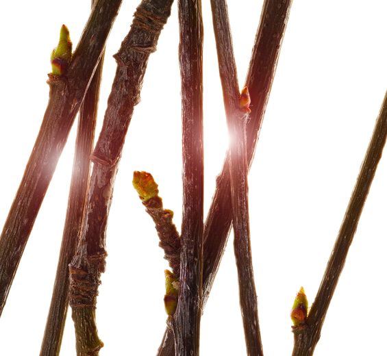 Service tree-Organic service tree bud extract-Pyrus sorbus bud extract