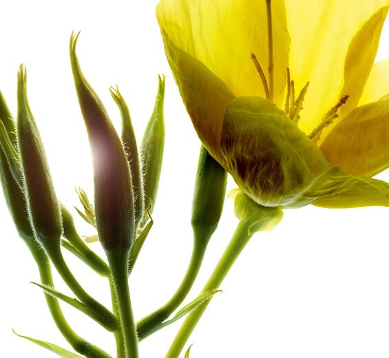 Evening primrose-Evening primrose extract (organic plant)-Oenothera Biennis (Evening Primrose) Flower/Leaf/Stem Extract Evening primrose-Evening primrose extract (organic plant)-Oenothera Biennis (Evening Primrose) Flower/Leaf/Stem Extract