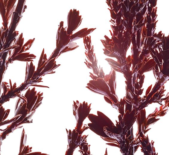 Myrothamnus-Myrothamnus extract-Myrothamnus flabellifolia leaf/stem extract