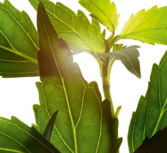 Java tea-Java tea extract (organic plant)-Orthosiphon stamineus extract