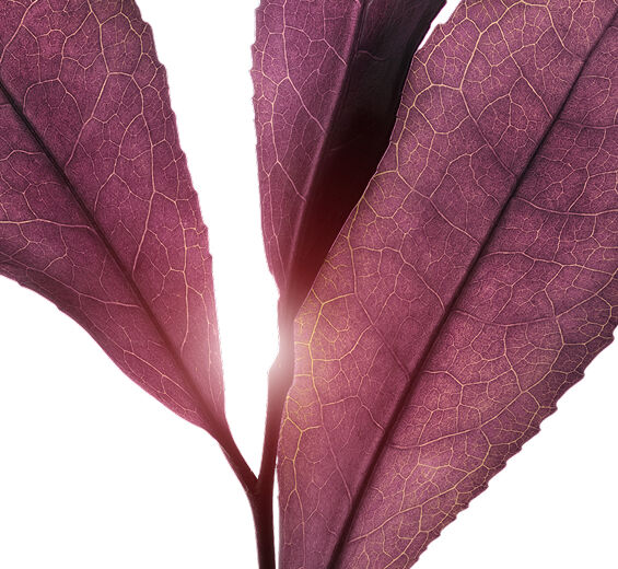 Tea plant-Purple tea extract (organic plant)-undefined