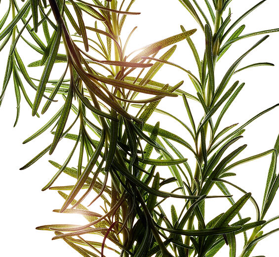 Rosemary-Rosemary extract-Rosmarinus officinalis (rosemary) leaf extract