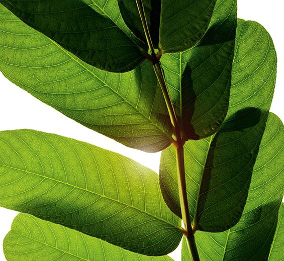 Senna-Senna extract-Cassia alata leaf extract