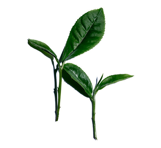 Tea plant-White tea extract-Camellia sinensis leaf extract