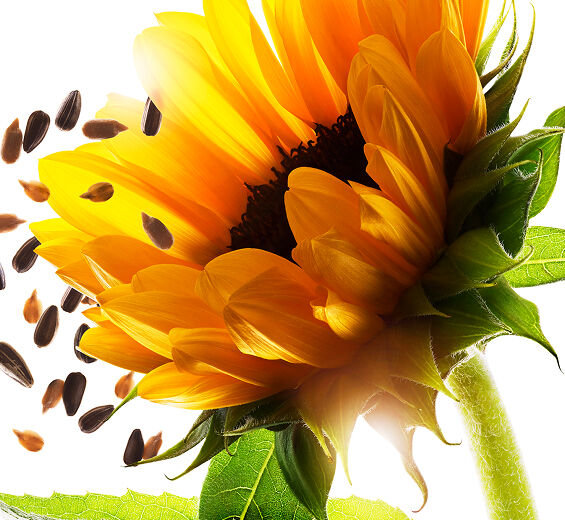 Sunflower-Sunflower unsaponifiable-Helianthus annuus (sunflower) seed oil unsaponifiables