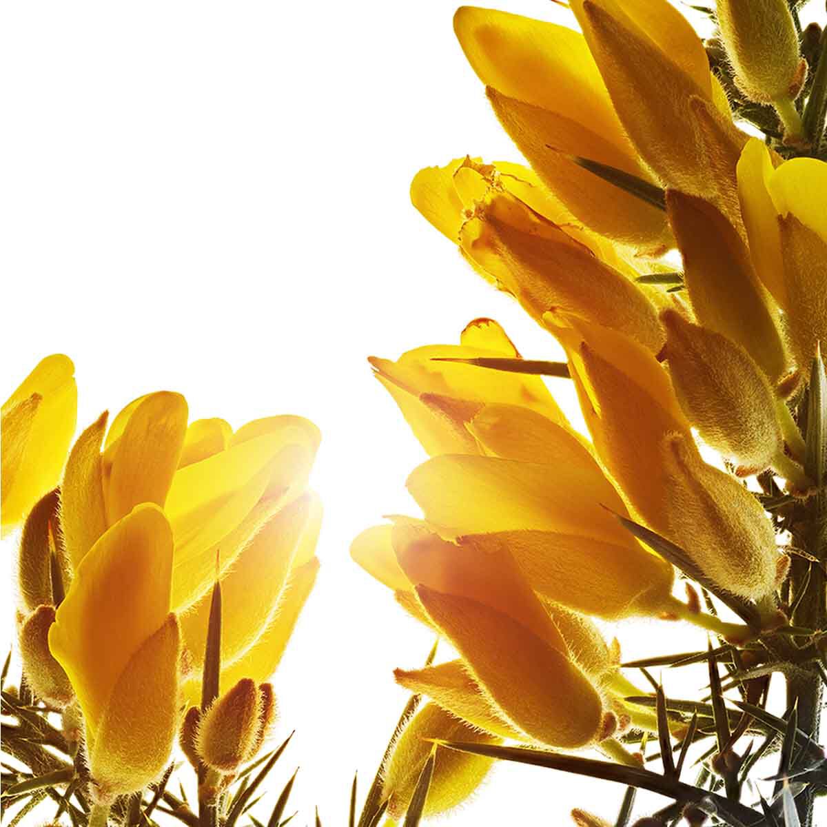 Super Restorative Day Cream - Very Dry Skin | CLARINS®