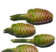 Zerumbet Ginger extract