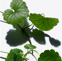 Gotu kola