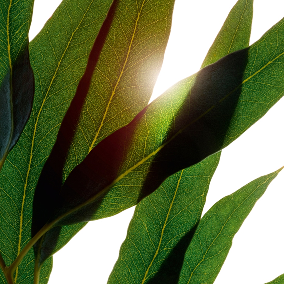 Eucalyptus-Organic eucalyptus essential oil-Eucalyptus globulus leaf oil