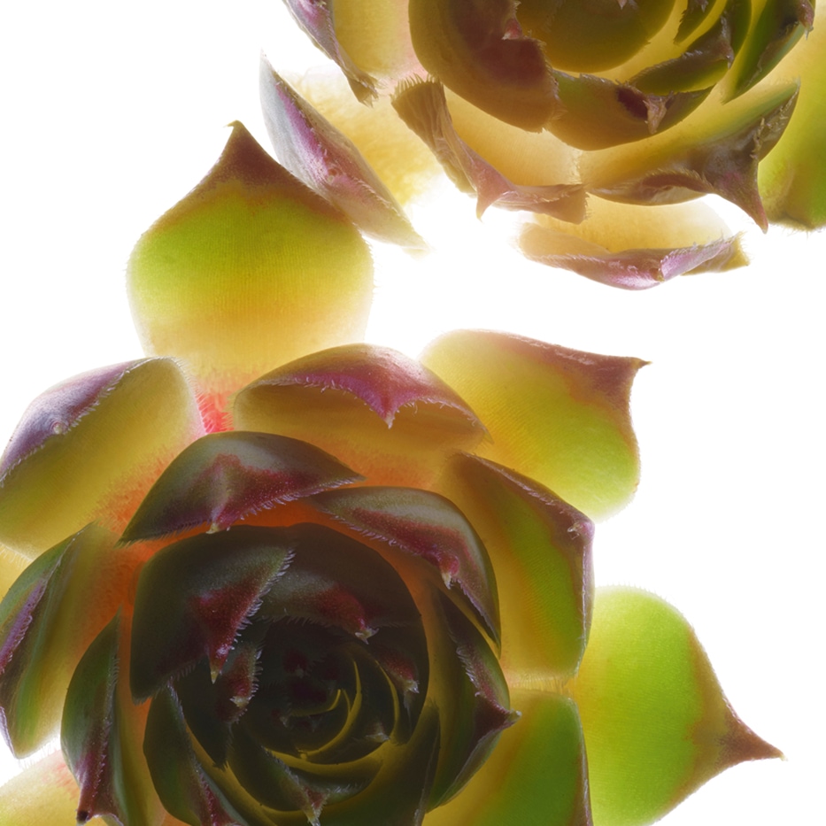 Houseleek-Organic houseleek extract-Sempervivum tectorum extract