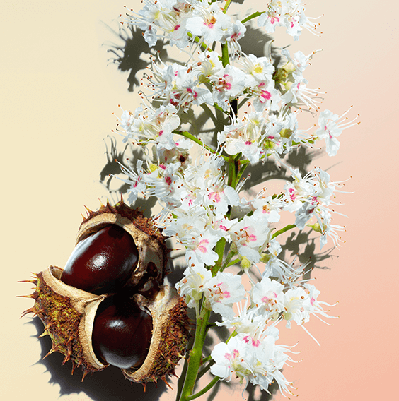 Horse chestnut flower & escin extracts