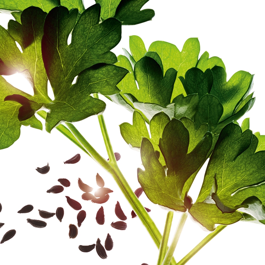 Parsley-Parsley essential oil-Carum petroselinum (parsley) seed oil