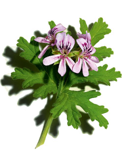Sweet scented geranium