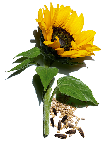 Sunflower and its seeds
