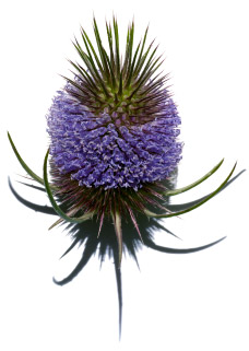 Teasel