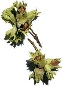 Hazelnut ingredient