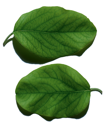 Quince leaf ingredient