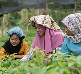 Young women in rice fields