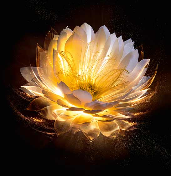 Moonlight Flower
