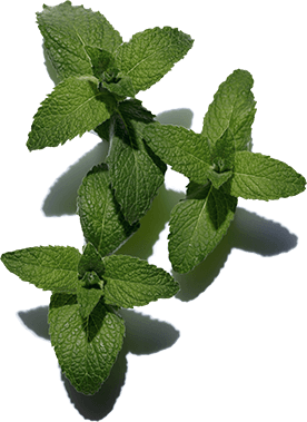 Wild mint