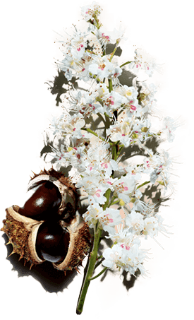 Horse chestnut flower and fruit