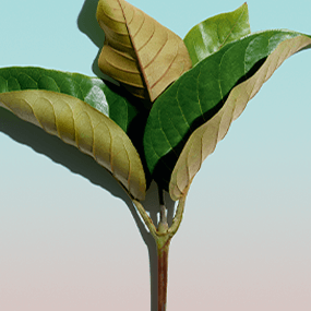 Extract Harungana