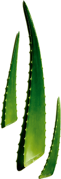Aloe Vera ingredient visual
