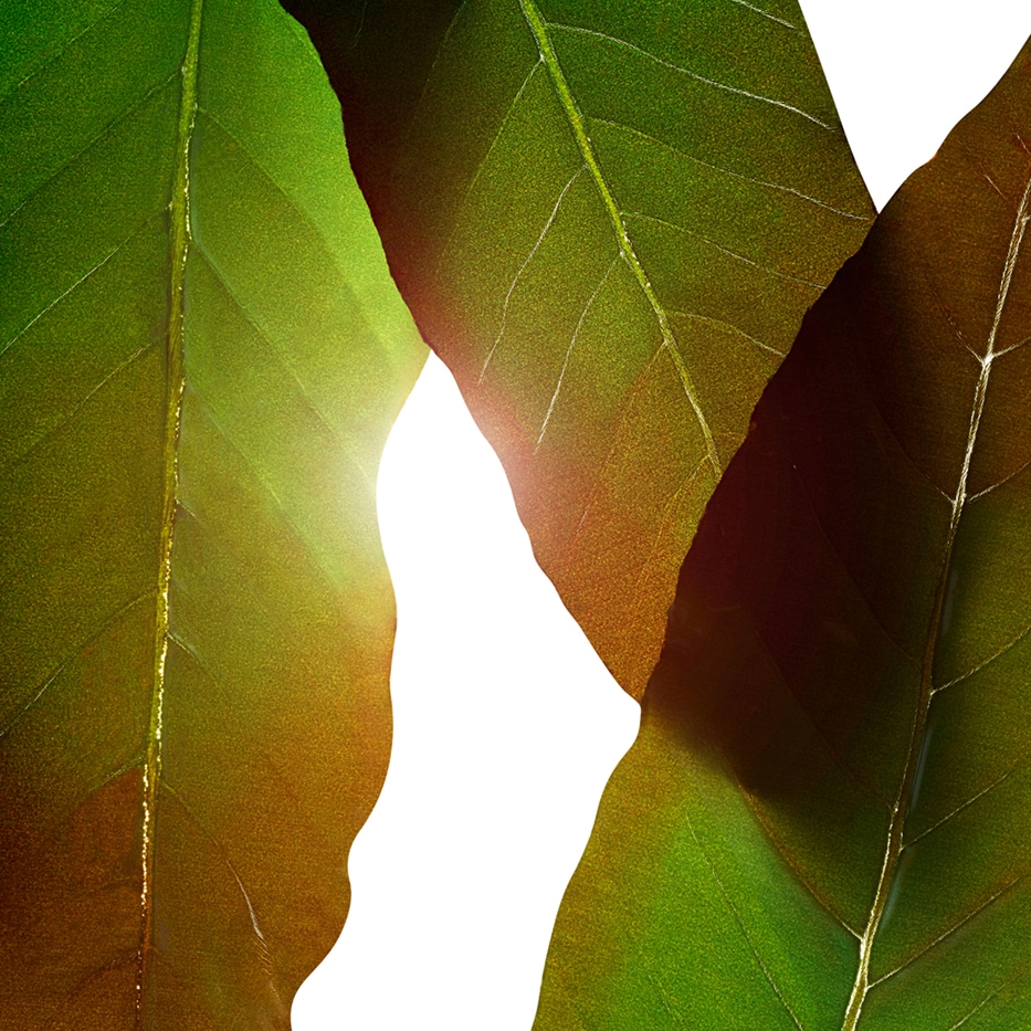 Huang qi-Huang qi extract-Engelhardtia chrysolepis leaf extract