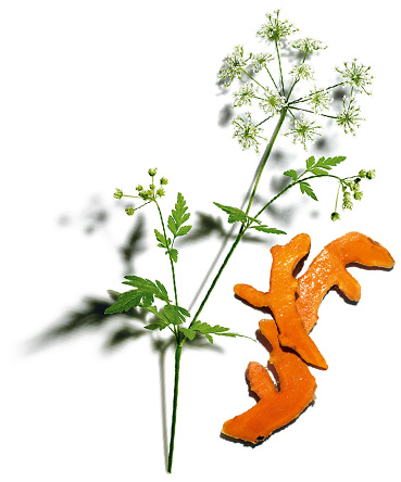 Cow parsley and turmeric