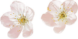 Cherry blossom