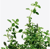 Lemon Thyme