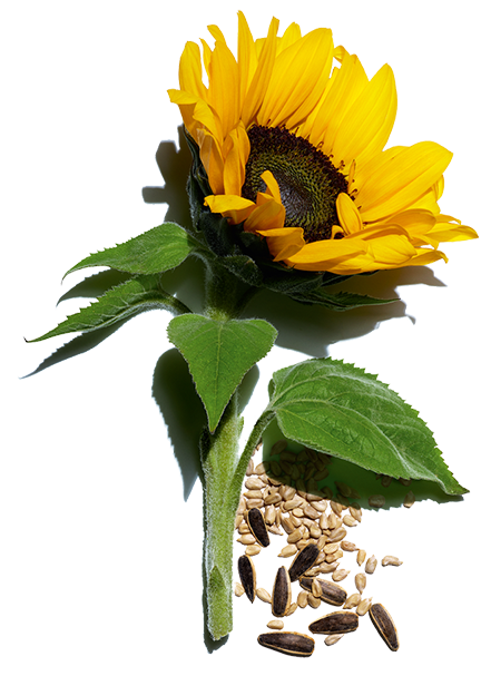 Sunflower ingredient and its seeds