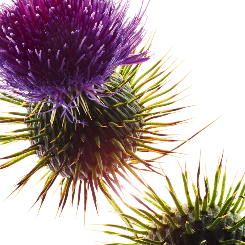 Mary’s thistle-Organic mary’s thistle oil-Silybum marianum seed oil