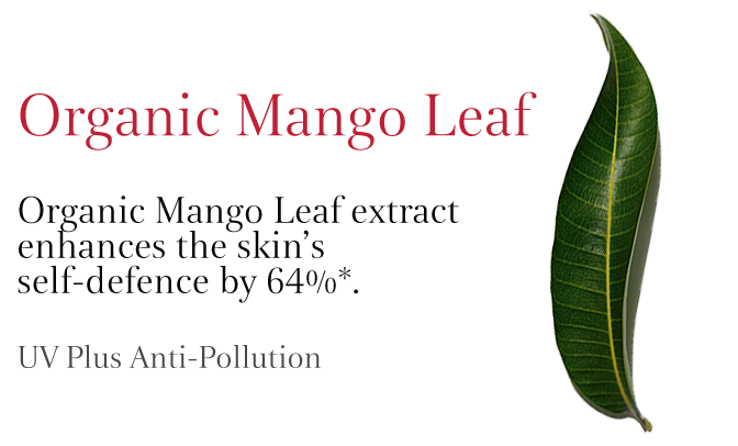 Mango Leaf