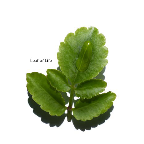 Leaf of life